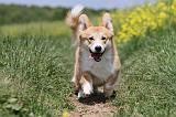 CORGI PEMBROKE 455